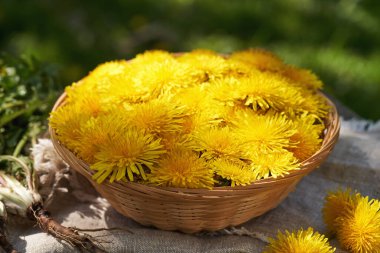 Sarı karahindiba bir sepetin içinde ve Taraxacum dışarıda güneş ışığında bir çayırda kök salar