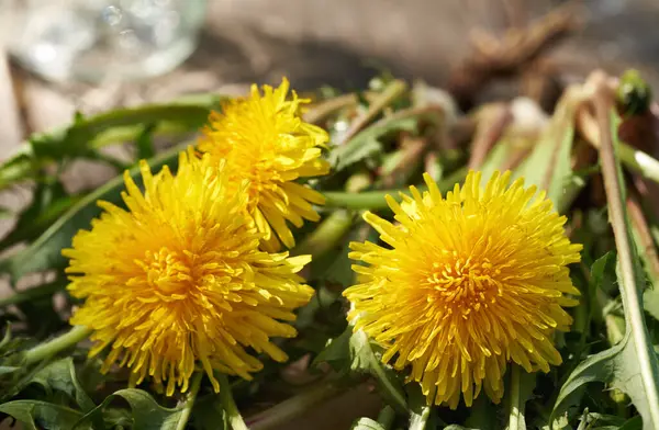 Whole dandelion plants with roots on a table outdoors in sunlight, close up