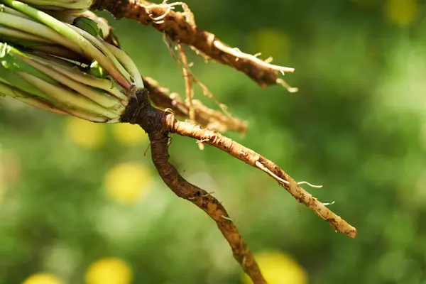 Whole dandelion root outdoors in a blooming meadow, close up