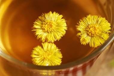 Sarı Coltsfoot ya da Tussilago çiçekleri bir fincan bitkisel çayda, yakın çekim
