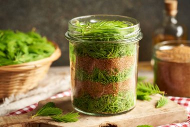 Bahar ve kamış şekerinde toplanan taze ladin yapraklarından elde edilen ev yapımı bitkisel şurup hazırlama