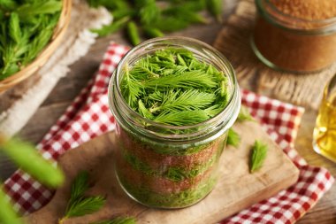 Preparation of homemade herbal syrup from fresh young spruce tips collected in spring and brown sugar clipart