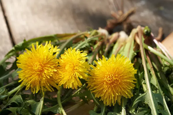 Whole dandelion plants with flowers and roots on a wooden table outdoors in sunlight