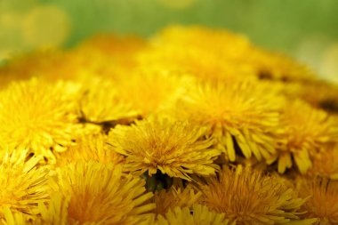 Baharda toplanan sarı karahindiba çiçeklerinin yakınları. Bitkisel ilaçlar