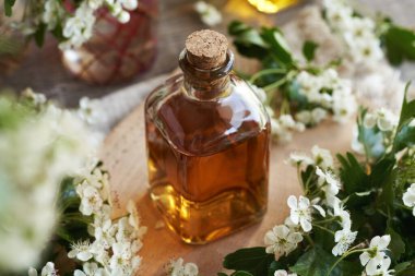 Bir şişe taze dikenli bitkisel tentür veya Crataegus laevigata çiçekleri.
