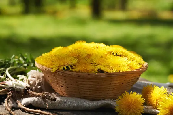 Dandelion flowers in a basket with Taraxacum root on a table outdoors