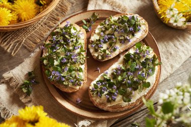 Taze sarmaşık ya da Glechoma hederacea çiçeği ve yaprakları bahar mevsiminde ekşi ekmek dilimlerinde toplanır.