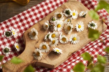 İlkbaharda ahşap bir kesme tahtasının üzerinde toplanmış taze papatya çiçekleri. Bitkisel şurup için malzeme.