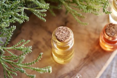 Şeffaf bir şişe aromaterapi gerekli yağ ve taze santolina bitkisi.