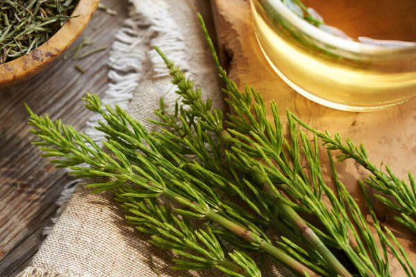 Fresh horsetail plant on a table with a transparent cup of herbal tea in the background