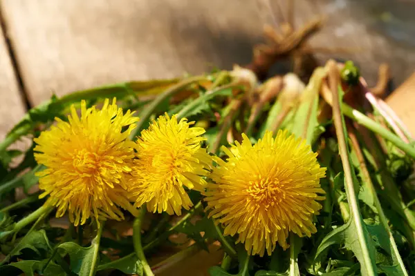 Whole dandelion plants with roots on a table outdoors