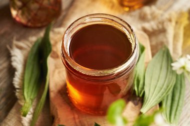 Öksürük için bir kavanoz ev yapımı kaburga otu şurubu ve masada taze bitki.