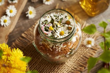 Taze kesilmiş papatya çiçekleri ve esmer şekerle dolu bir kavanoz - öksürük için bitkisel şurup hazırlama