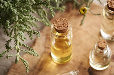 Cam bir şişe aromaterapi esaslı yağ ve çiçek açan Santolina bitkisi.
