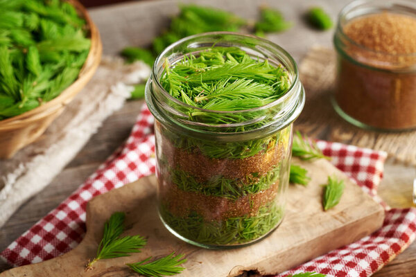 Подготовка домашнего травяного сиропа из свежих молодых елочных кончиков и тростникового сахара