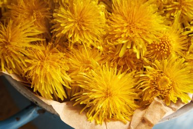 İlkbaharda toplanan taze karahindiba çiçekleri mavi bir tencerede toplanır.