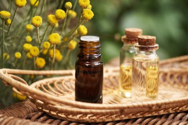 Açık havada taze santolina çiçekleri olan koyu renk bir aromaterapi şişesi.