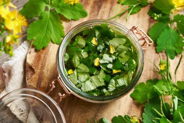 Taze çiçek açan tetterwort ya da daha büyük celandin bitkisinden bitkisel tentürlerin hazırlanması