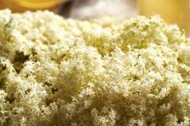 Bahar mevsiminde toplanan taze siyah yaşlı çiçekler - bitkisel şurup için malzemeler