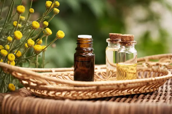 stock image A bottle of aromatherapy essential oil with blooming santolina plant outdoors