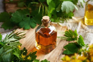 Şeffaf cam bir şişe daha büyük celandine ya da tetterwort tentürü ve taze çiçek açan Chelidonium Majus bitkisi.