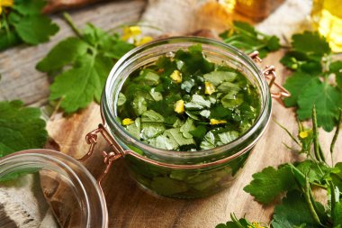 Daha büyük celandin tentürü cam bir kavanozda hazırlanıyor.