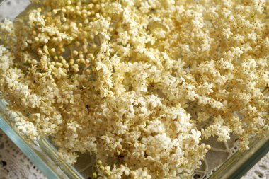 Bahar mevsiminde suda toplanan taze mürver çiçekleri - bitkisel şurubun hazırlanması, kapatın.