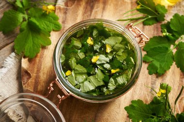 Taze selandin, tetterwort yaprağı ve çiçeklerden elde edilen ev yapımı tentürlerin hazırlanması.