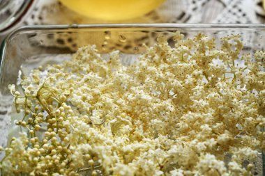 Fresh elderberry flowers harvested in spring macerating in a bowl of water - prepration of herbal syrup clipart