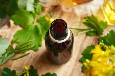 Daha büyük bir selandin şişesi ya da masasında taze çiçek açan Chelidonium Majus bitkisi olan tetterwort tentürü.