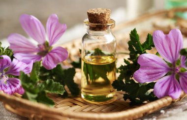 Malva Sylvestris 'in çiçek açması için kullanılması gereken yağ şişesi.