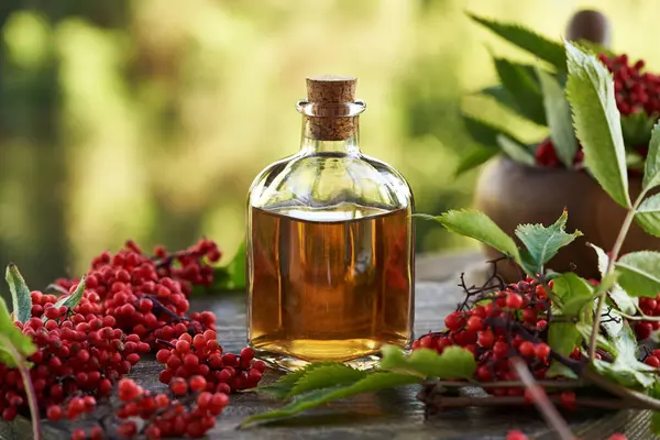 stock image Red elder or Sambucus racemosa tincture in a glass bottle. Herbal medicine.