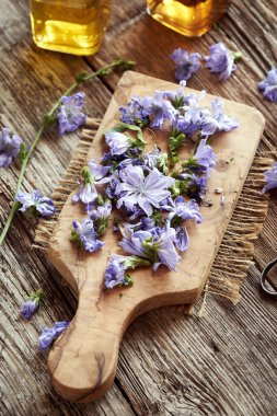 Yaban hindiba çiçekleri ve alkolden ev yapımı bitkisel tentürlerin hazırlanması