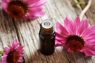 Masada mor ekinezya çiçekleri olan kahverengi bir damlacık şişesinde gerekli yağ ya da tentür.