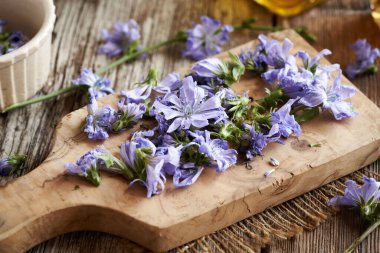 Taze mavi hindiba çiçeklerinden bitkisel tentürlerin hazırlanması