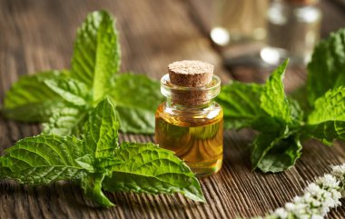 Bir şişe aromaterapi esaslı yağ ve taze naneli bitki.