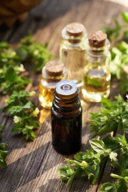 Masada taze çiçek açmış Melissa bitkisi olan birkaç şişe aromaterapi yağı.
