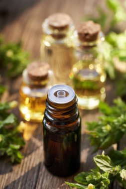 Aromaterapi, kahverengi damlalık şişesinde gerekli yağ ve masada taze çiçek açan Melissa bitkisi.