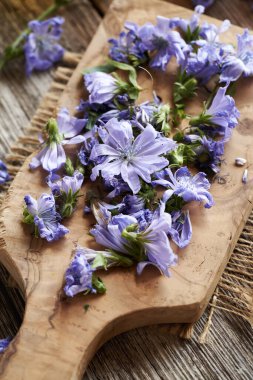 Bitkiyi doğramak için taze yabani hindiba çiçeklerinden gelen bitkisel tentürlerin hazırlanması.