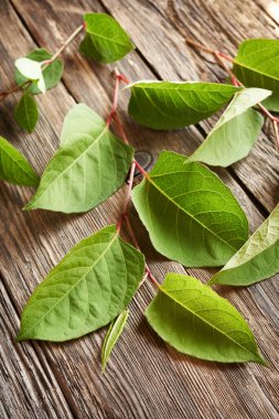 Fresh japanese knotweed or Reynoutria japonica leaves on a wooden table clipart