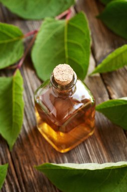 Şeffaf cam bir şişe bitkisel tentürle taze Japon düğümü ya da Reynoutria japonica bitkisi.