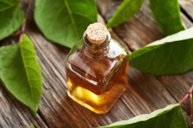 Bir şişe taze Japon otu ya da Reynoutria japonica yapraklı bitkisel tentür.