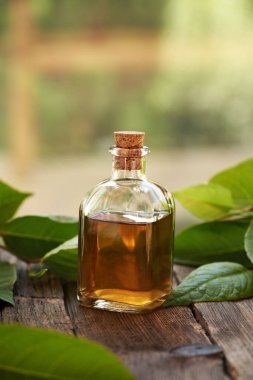 Taze Japon düğümü ya da Reynoutria japonica yapraklı bir şişe bitkisel tentür.