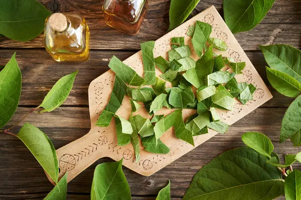 stock image Making herbal tincture from japanese knotweed or Reynoutria japonica plant - chopping the leaves, top view