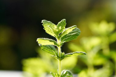 Melissa ya da bahçede yetişen limonlu bitki.