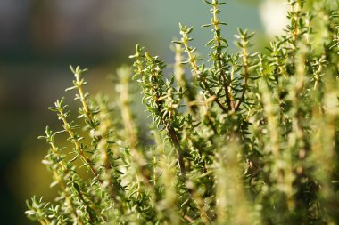 Taze kekik bitkisi güneş ışığında bir balkonda yetişiyor.