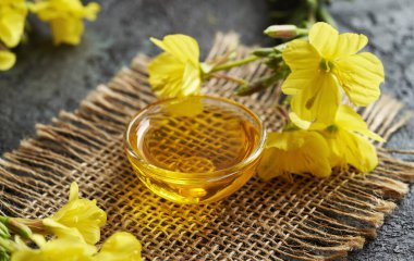 Taze Oenothera biennis çiçekleriyle akşam yemeği yağı - sağlıklı besin takviyesi