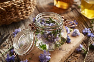 Cam kavanozdaki taze hindiba çiçeklerinden ev yapımı bitkisel tentürler yapıyorum.