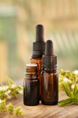 Üç damla aromaterapi şişesi taze fesleğen yaprakları ve çiçeklerle birlikte gerekli yağ.