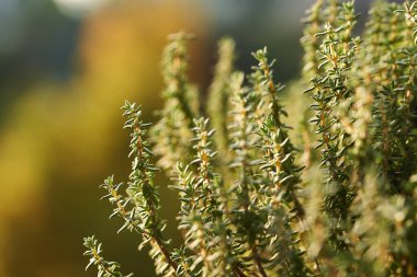 Kekik güz mevsiminde açık havada yetişir.